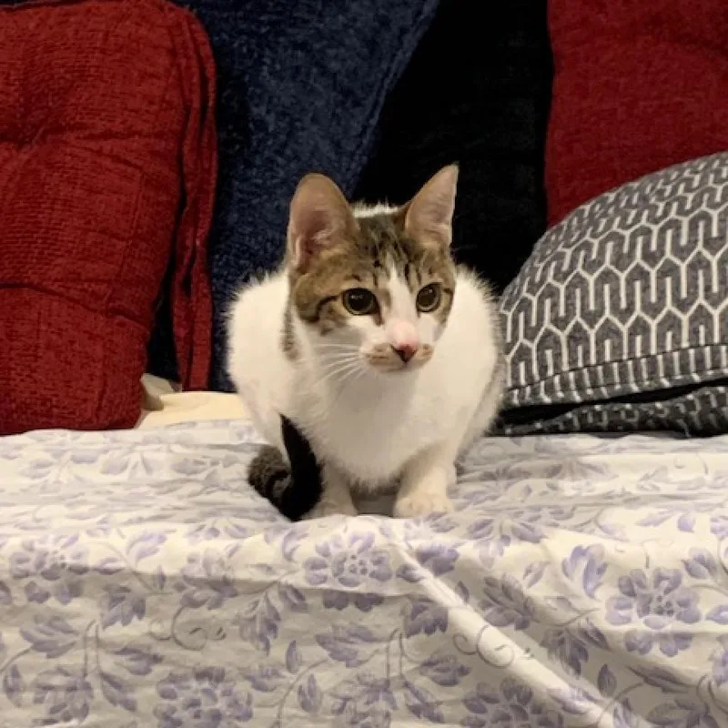 An adult small-sized female Brown / Chocolate Domestic Short Hair cat named Autumn Kuwait for adoption in Merrifield, VA