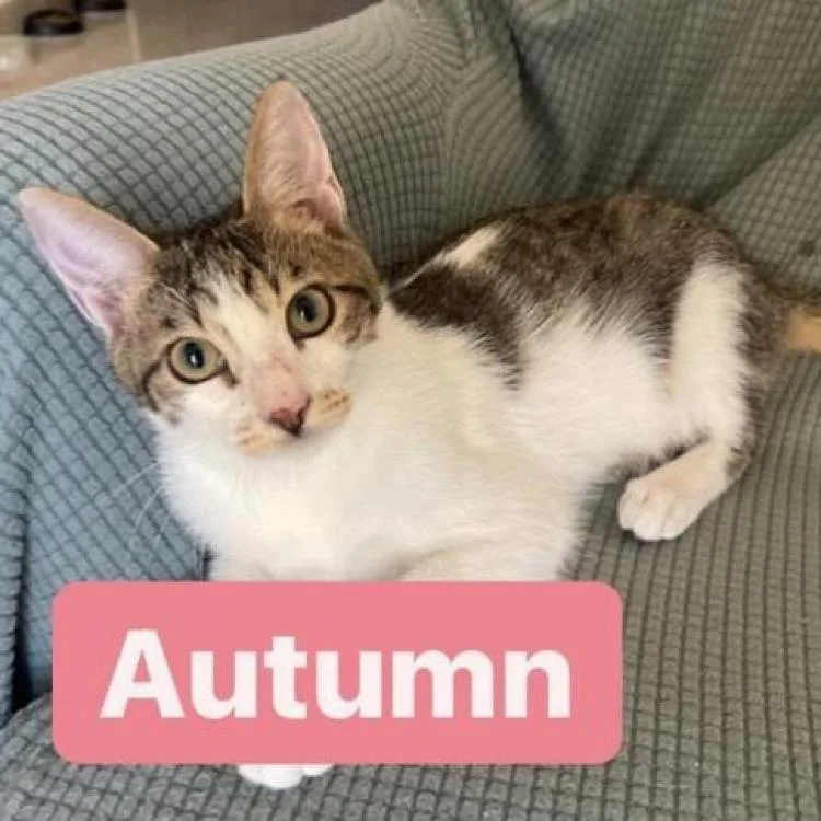 Autumn Kuwait thumbnail 3