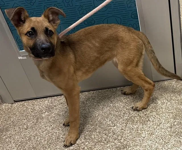 A young small-sized female German Shepherd Dog dog named Layla for adoption in Pueblo, CO