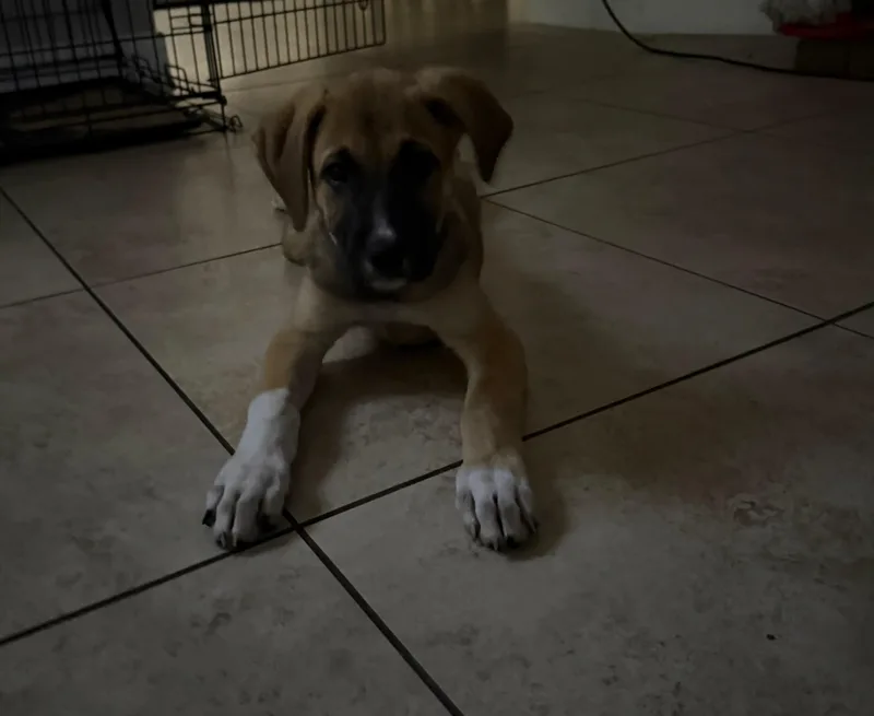 A young medium-sized male Anatolian Shepherd dog named Ronald for adoption in Phoenix, AZ