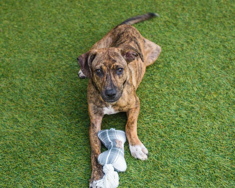 A young medium-sized female Brindle Tennessee Treeing Brindle dog named Dinah for adoption in Mont Belvieu, TX