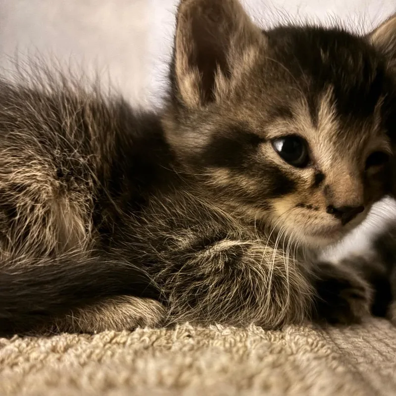 A baby small-sized male Brown / Chocolate Domestic Short Hair cat named Elijah for adoption in Commerce City, CO