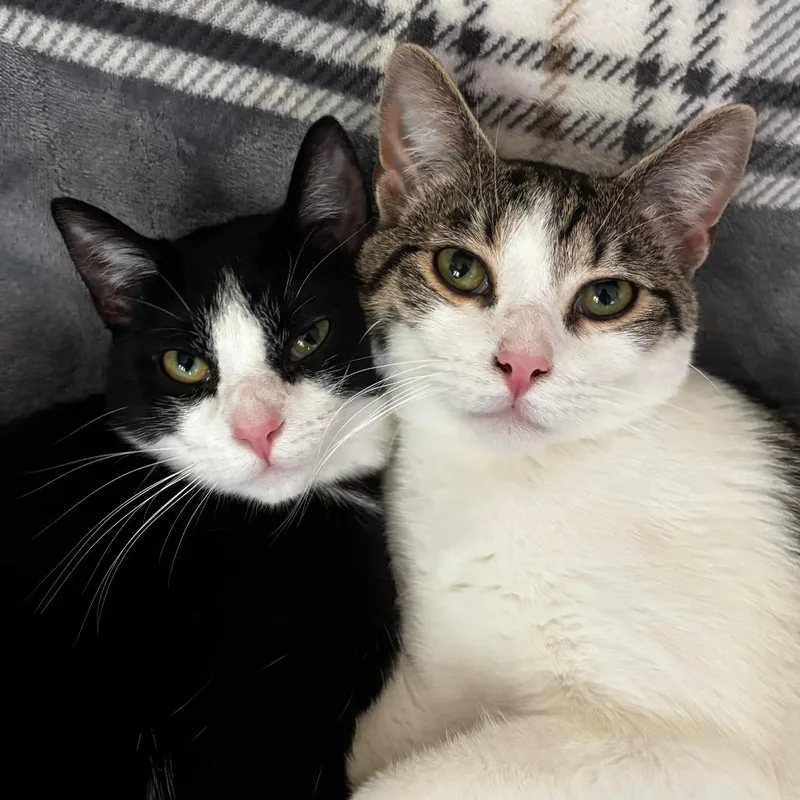 A young medium-sized female Black Domestic Short Hair cat named Chester for adoption in Medina, OH