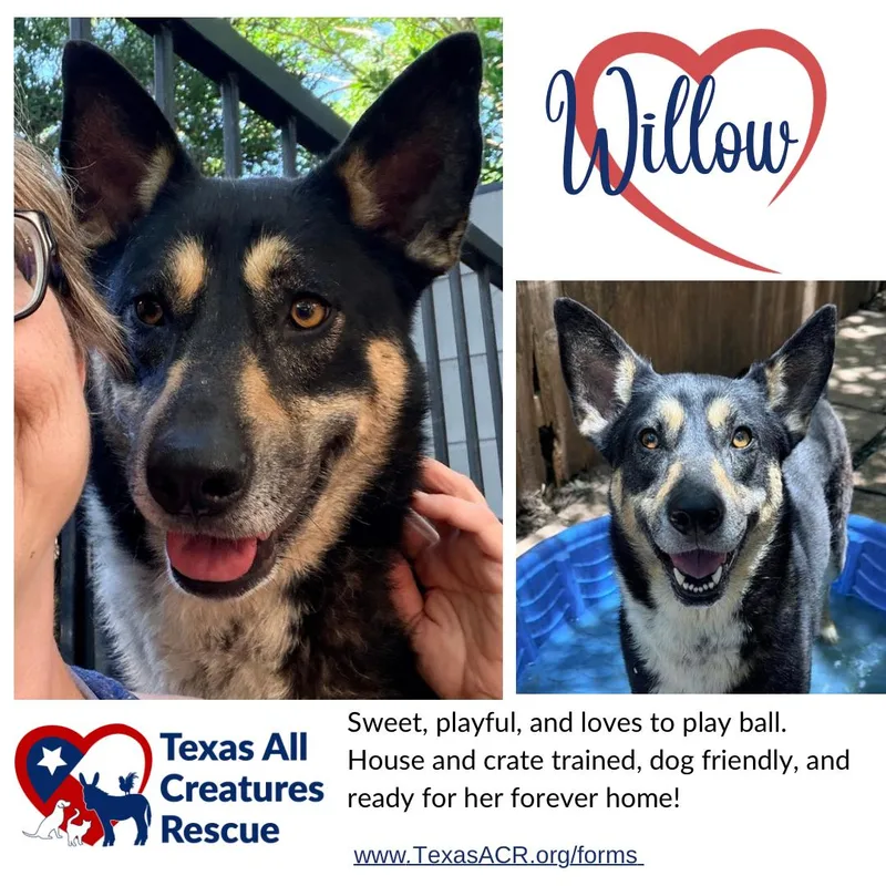 An adult large-sized female Shepherd dog named Willow for adoption in Alvarado, TX