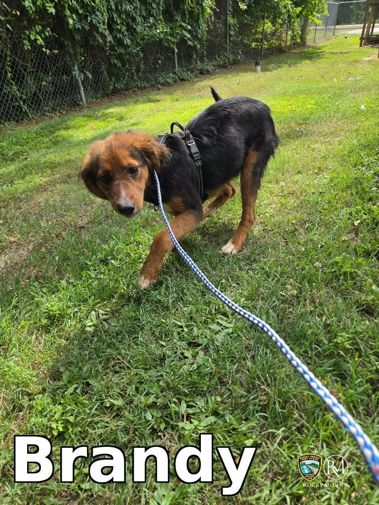 A baby medium-sized female Border Collie dog named Brandy for adoption in Rocky Mount, NC