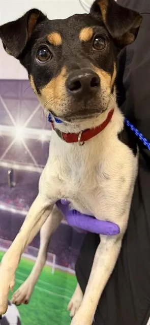 An adult small-sized male Miniature Pinscher dog named Marshall for adoption in Miami, FL