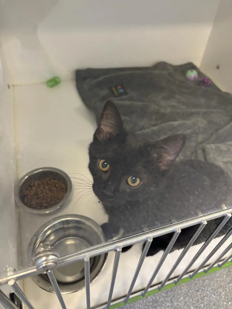 A baby small-sized male Domestic Short Hair cat named Spaz for adoption in Greenfield, IN