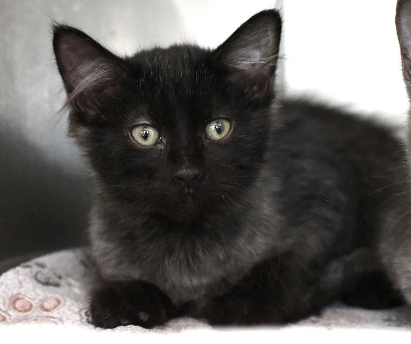 A baby small-sized male Smoke Domestic Medium Hair cat named Cobweb for adoption in Monroe, GA