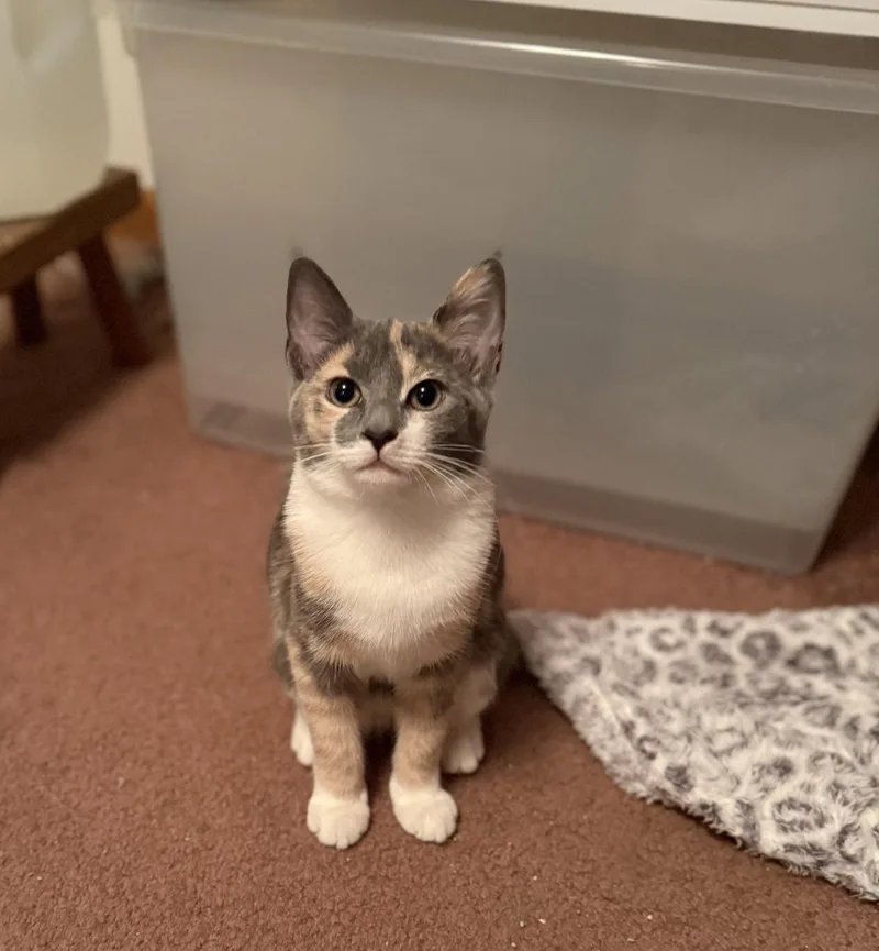 A baby medium-sized female Dilute Calico cat named Dixie for adoption in Harrisburg, PA