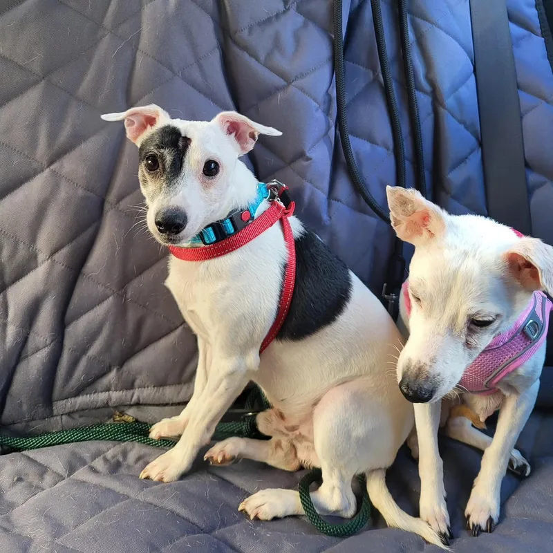 Ricky Ricardo thumbnail 2