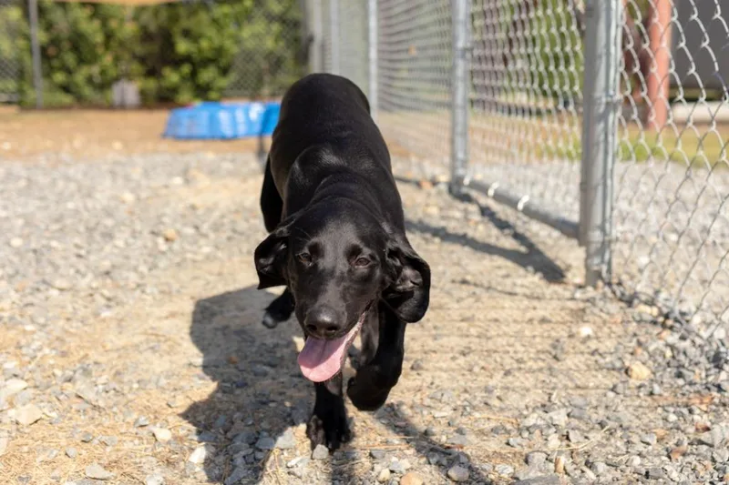 A baby large-sized female Hound dog named Cricket for adoption in Lakeland, GA