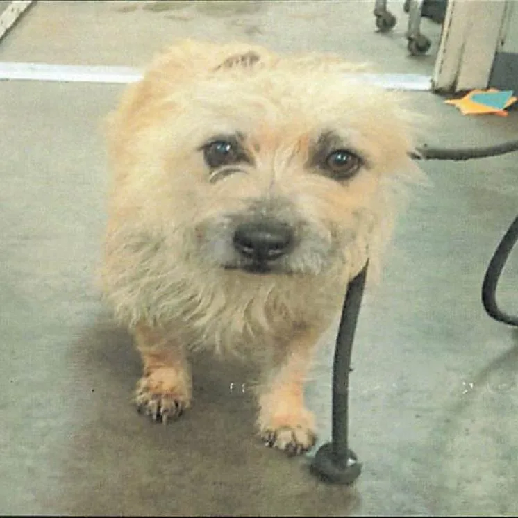 An adult small-sized female Yellow / Tan / Blond / Fawn Terrier dog named Mimi A for adoption in Mission Hills, CA
