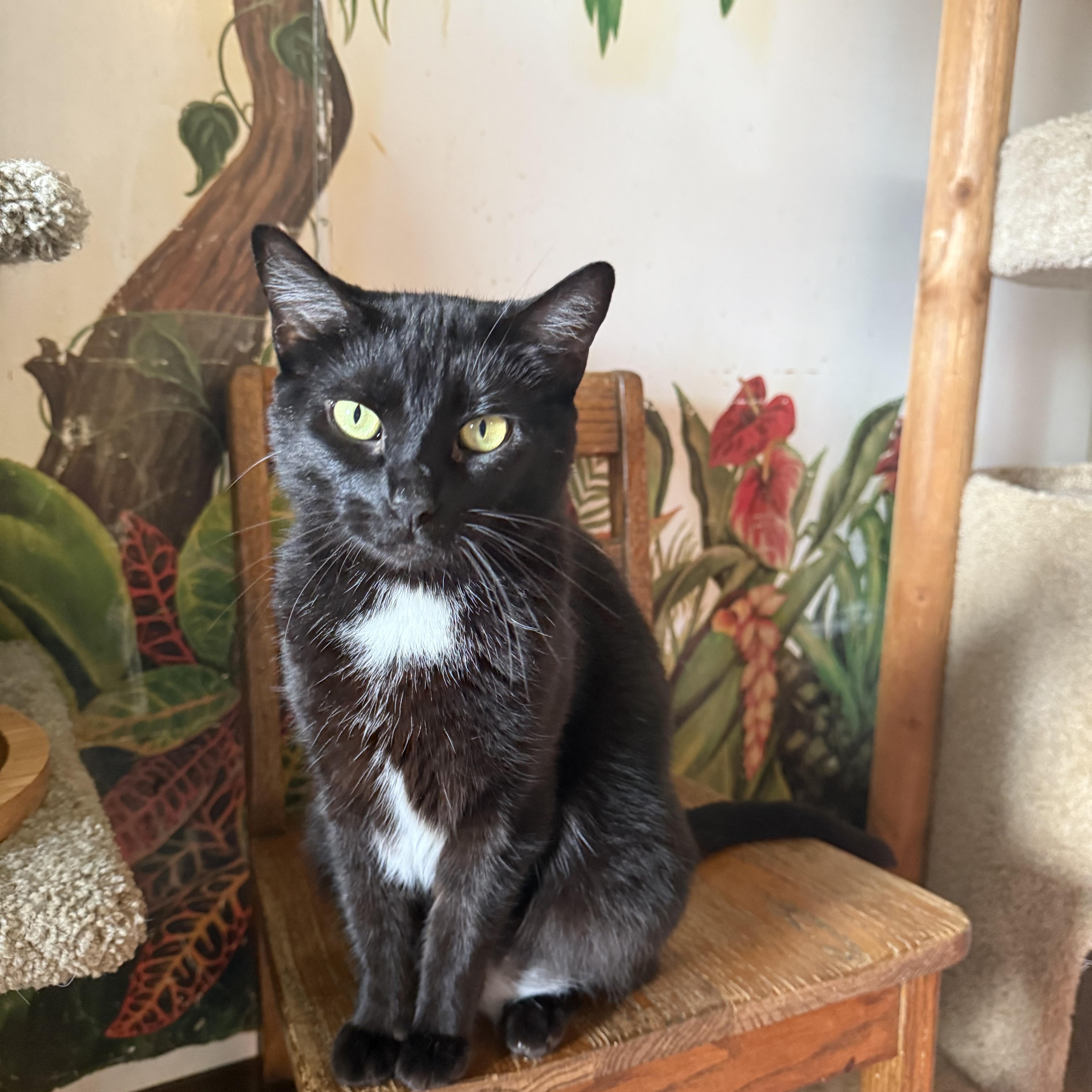 An adult medium-sized female Black Domestic Short Hair cat named Luna for adoption in Hendersonville, TN
