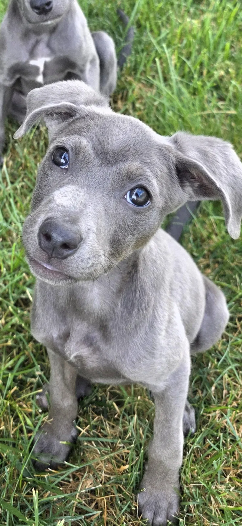 A baby medium-sized female Pit Bull Terrier dog named Cinnabon for adoption in Salt Lake City, UT