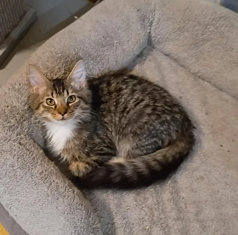 A baby large-sized male Tabby (Gray / Blue / Silver) Maine Coon cat named Motor  gentle & for adoption in Hendersonville, TN