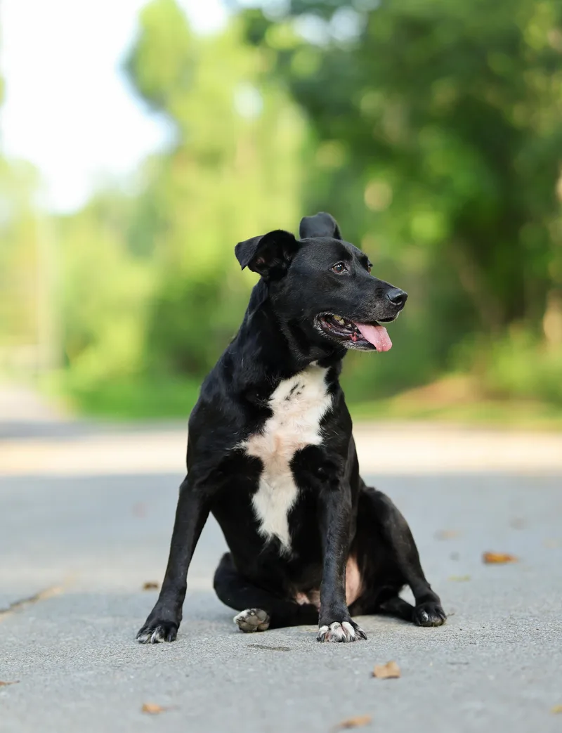 A senior medium-sized male Black Labrador Retriever dog named Jj for adoption in Lucedale, MS