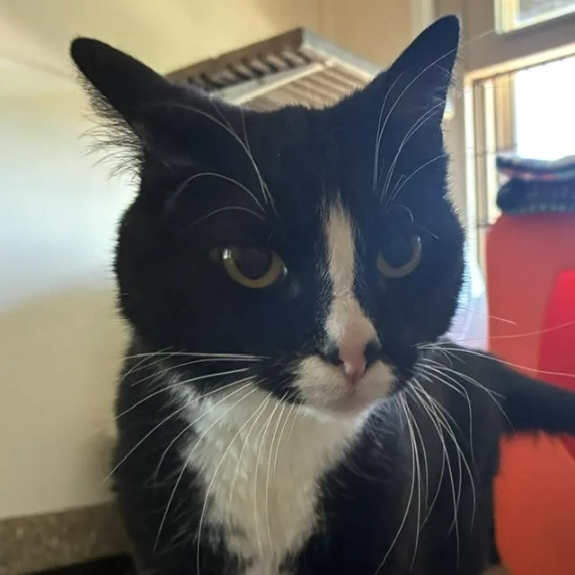 An adult medium-sized female Domestic Short Hair cat named Lucille for adoption in Santa Fe, NM