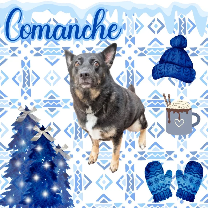 An adult medium-sized female German Shepherd Dog dog named Comanche for adoption in Watauga, TX
