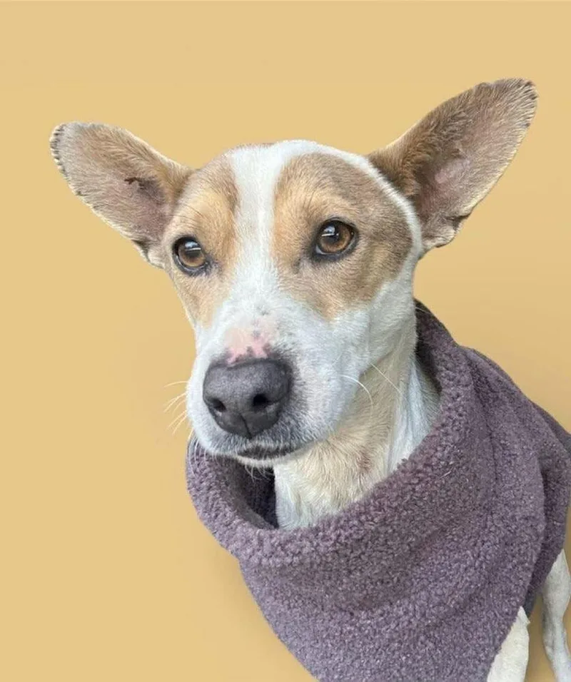 A young small-sized male Chihuahua dog named Pawley for adoption in Breinigsville, PA