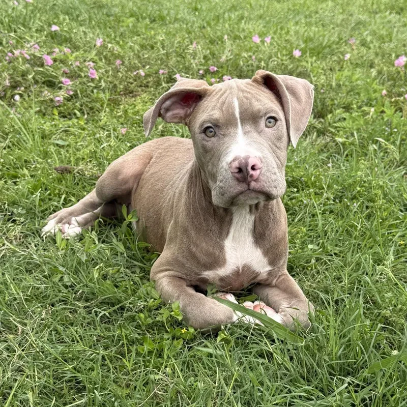 Loverboy thumbnail 6