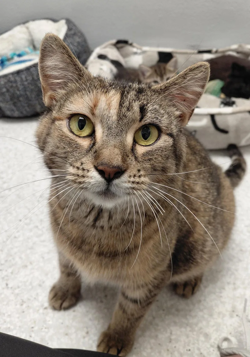 An adult large-sized female Domestic Short Hair cat named Jersey for adoption in Montello, WI