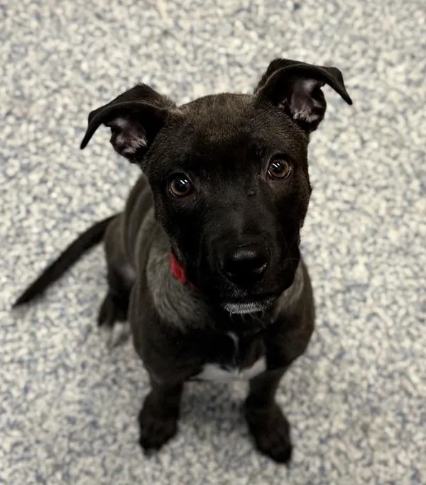 A baby small-sized male Labrador Retriever dog named Romeo for adoption in Golden, CO
