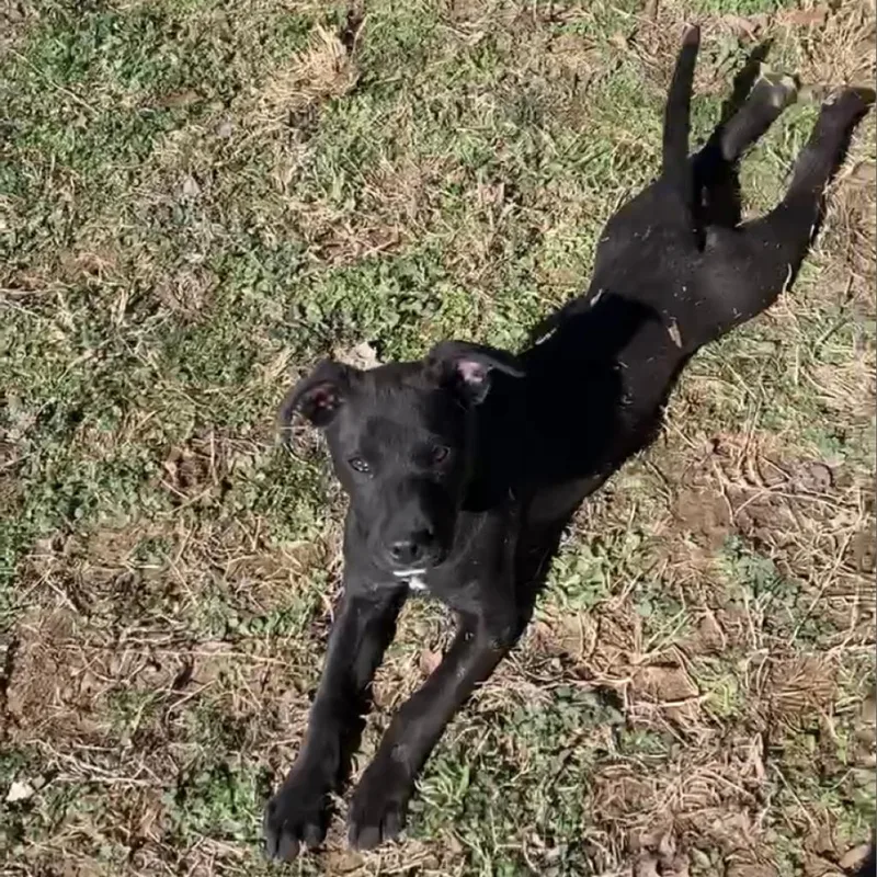 An adult medium-sized male Black American Staffordshire Terrier dog named Titus for adoption in Hohenwald, TN