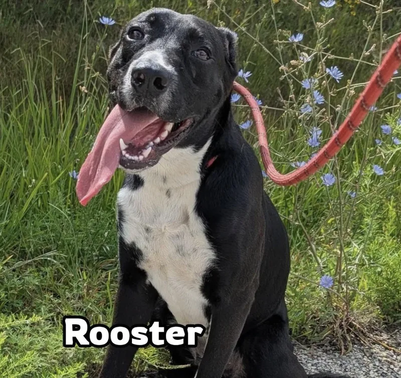 A young medium-sized male Black Labrador Retriever dog named Rooster for adoption in Hollister, MO