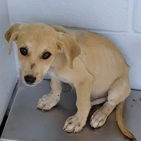 A baby small-sized female Brown / Chocolate Mixed Breed dog named Lou for adoption in Bastrop, TX