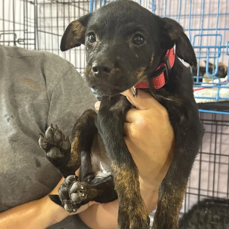 A baby small-sized female Black Pit Bull Terrier dog named Kayla for adoption in West Plains, MO