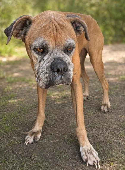 An adult medium-sized female Boxer dog named Maxine for adoption in West Memphis, AR