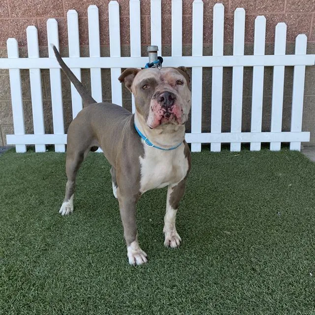 A young medium-sized male Pit Bull Terrier dog named Brutis for adoption in Modesto, CA
