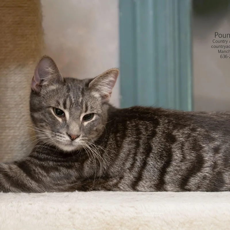 A young large-sized male Tabby (Gray / Blue / Silver) Domestic Short Hair cat named Pound Cake for adoption in Manchester, MO