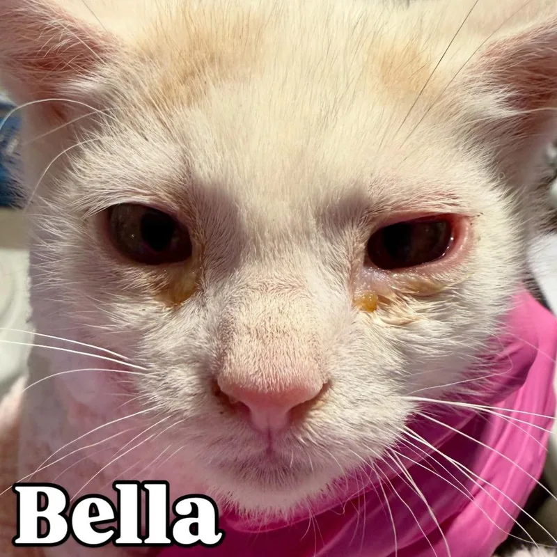 A baby small-sized male White Domestic Short Hair cat named Bella Silverman for adoption in Eagle Mountain, UT