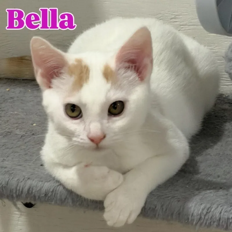 Bella Silverman thumbnail 2