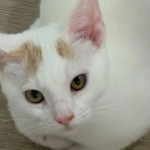 Bella Silverman thumbnail 3