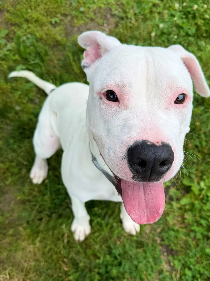 A baby medium-sized female White / Cream Pit Bull Terrier dog named Maizee Tag for adoption in Central Islip, NY