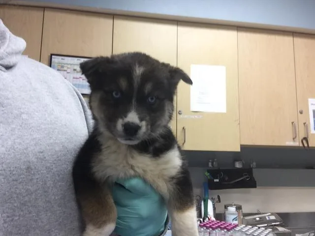 A young small-sized female Siberian Husky dog named Willow for adoption in Riverside, CA