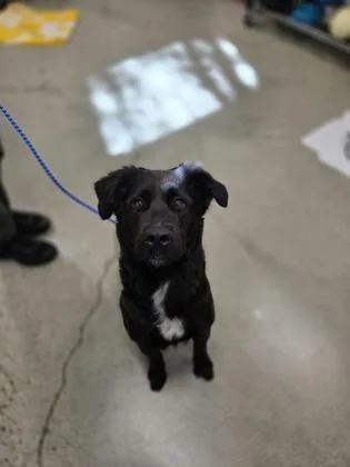 A young large-sized female Retriever dog named Mae Mae for adoption in Sacramento, CA