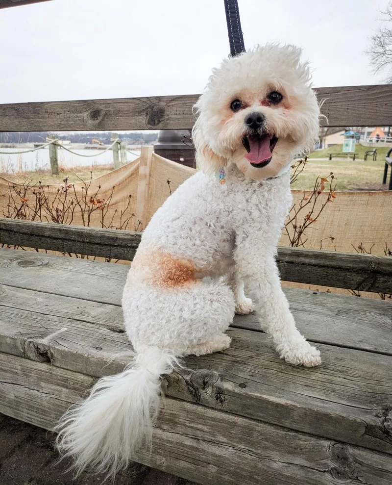 A young small-sized male White / Cream Bichon Frise dog named Milton for adoption in Detroit, MI