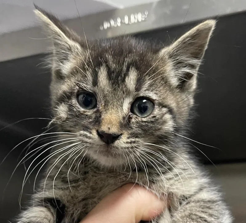 A baby small-sized male Domestic Short Hair cat named Brad for adoption in Henderson, NC