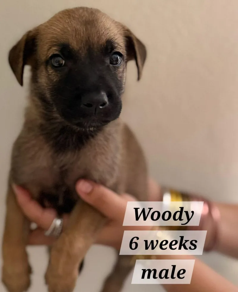 Woody thumbnail 2