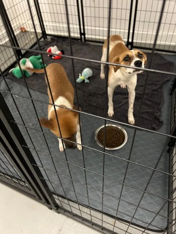 A baby medium-sized female Cattle Dog dog named Amor for adoption in Van Nuys, CA