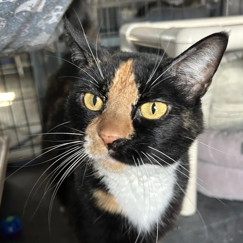 An adult medium-sized male Black Domestic Short Hair cat named Remington for adoption in Blackfoot, ID