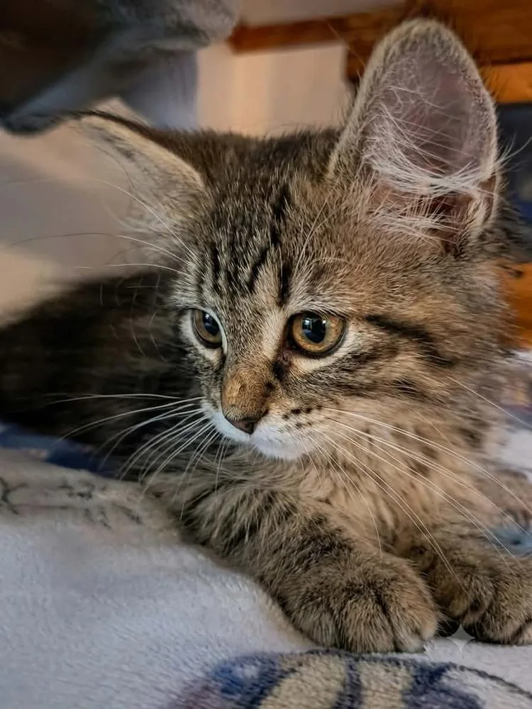 A baby small-sized female Domestic Medium Hair cat named Prairie Dawn for adoption in Plymouth, MN