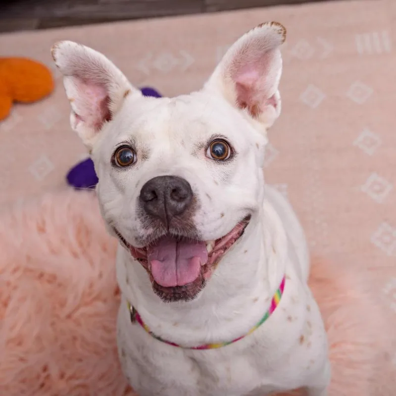 Patti Mayonnaise thumbnail 2