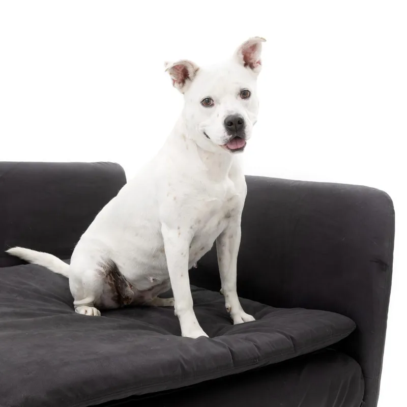 Patti Mayonnaise thumbnail 3