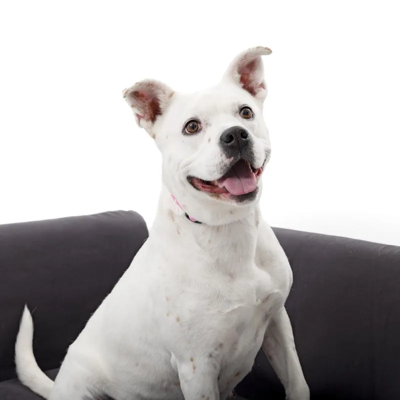 Patti Mayonnaise thumbnail 4