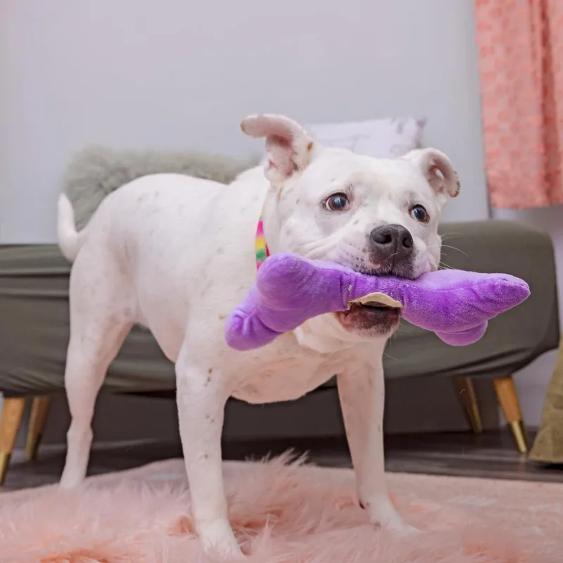 Patti Mayonnaise thumbnail 5