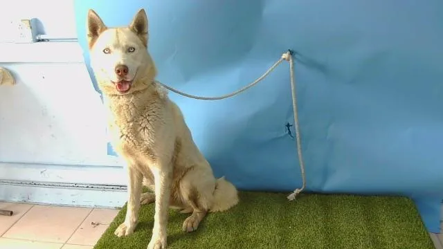 A young large-sized male Siberian Husky dog named A for adoption in Gardena, CA